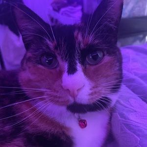 Meet your Posher, Peyton